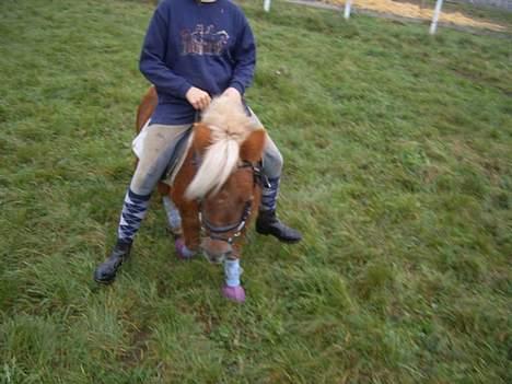 Shetlænder æblehavens : Britney  billede 15