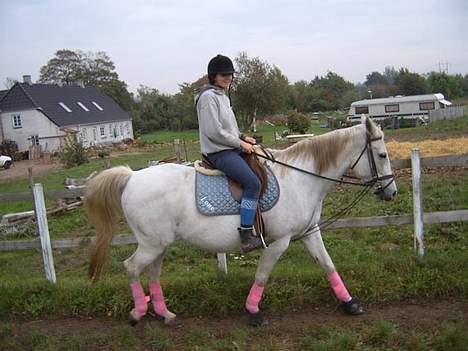 Anden særlig race Æblehavens: Zippe (DØD) billede 6