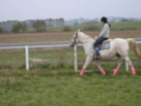 Anden særlig race Æblehavens: Zippe (DØD) billede 7