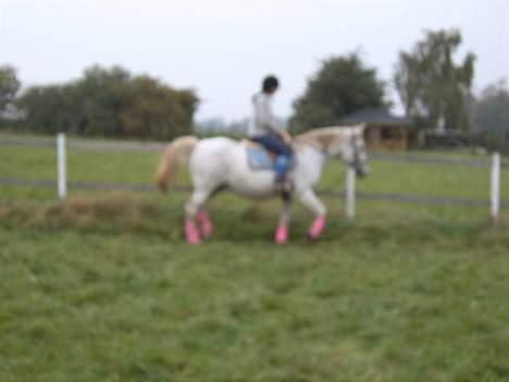 Anden særlig race Æblehavens: Zippe (DØD) billede 8