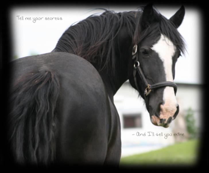 Irish Cob Crossbreed Morrigan STER & CHAMPION - # 2 billede 2