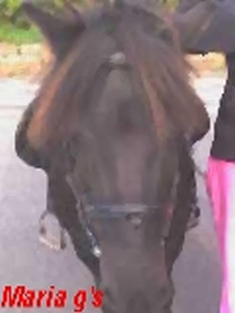 Anden særlig race KLAUS (død) - hvor er han fin billede 2