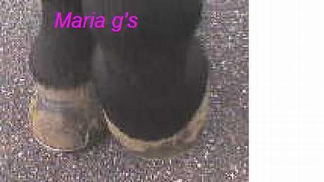 Anden særlig race KLAUS (død) - hans fine hove :´( billede 3