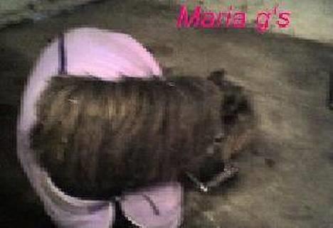 Anden særlig race KLAUS (død) - han ligger ned og er syg billede 4