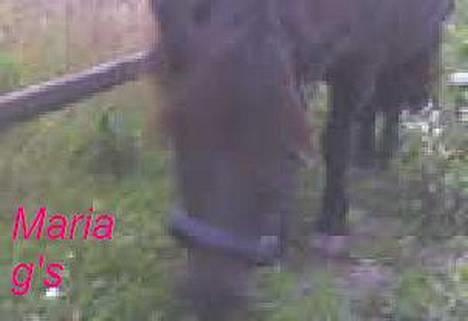 Anden særlig race KLAUS (død) - han er så dejlig billede 5