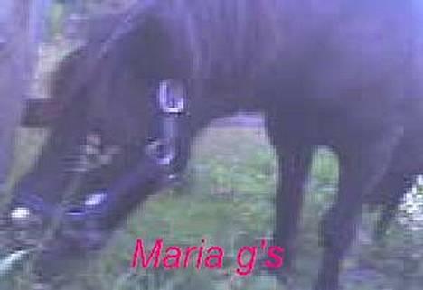 Anden særlig race KLAUS (død) - dejligt billede 6