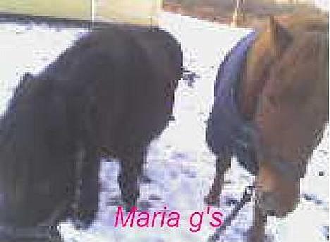 Anden særlig race KLAUS (død) - ca for et år siden :´( billede 8