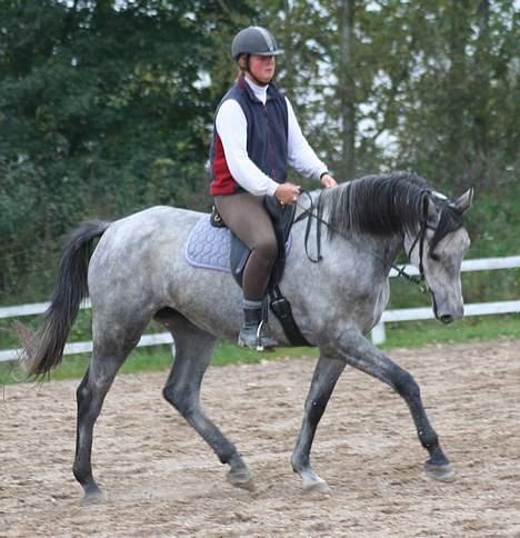 Holstener Coronadi II M - Oktober 2006 billede 9