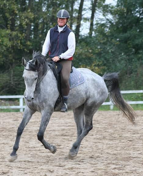 Holstener Coronadi II M - Oktober 2006 billede 10