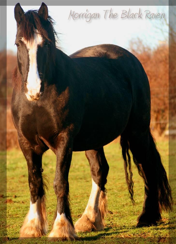 Irish Cob Crossbreed Morrigan STER & CHAMPION - # 3 billede 3