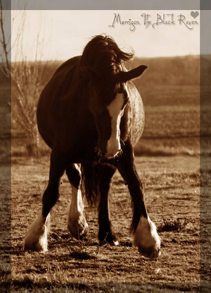 Irish Cob Crossbreed Morrigan STER & CHAMPION - # 4 billede 4