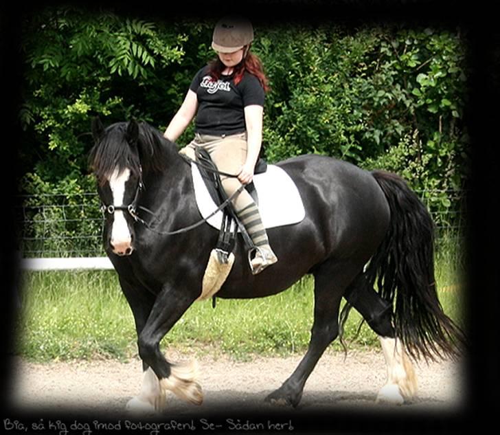 Irish Cob Crossbreed Morrigan STER & CHAMPION - # 5 - Træning på kapsun. billede 5
