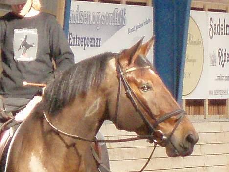 Dansk Varmblod Macon - Smukke Macon har fået øje på noget billede 7
