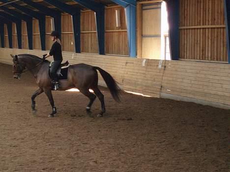 Dansk Varmblod Macon - Er ved at ride undervisning. billede 8