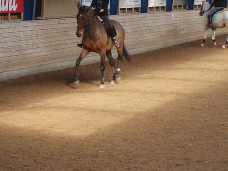 Dansk Varmblod Macon - Undervisning ved berideren billede 9