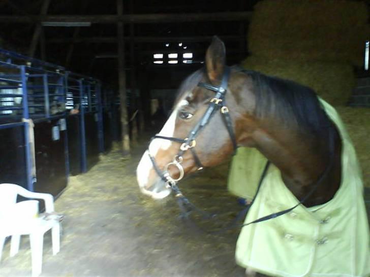 Dansk Varmblod bachus *Solgt* - et billed Som den nye ejer sendte til mig =) billede 10