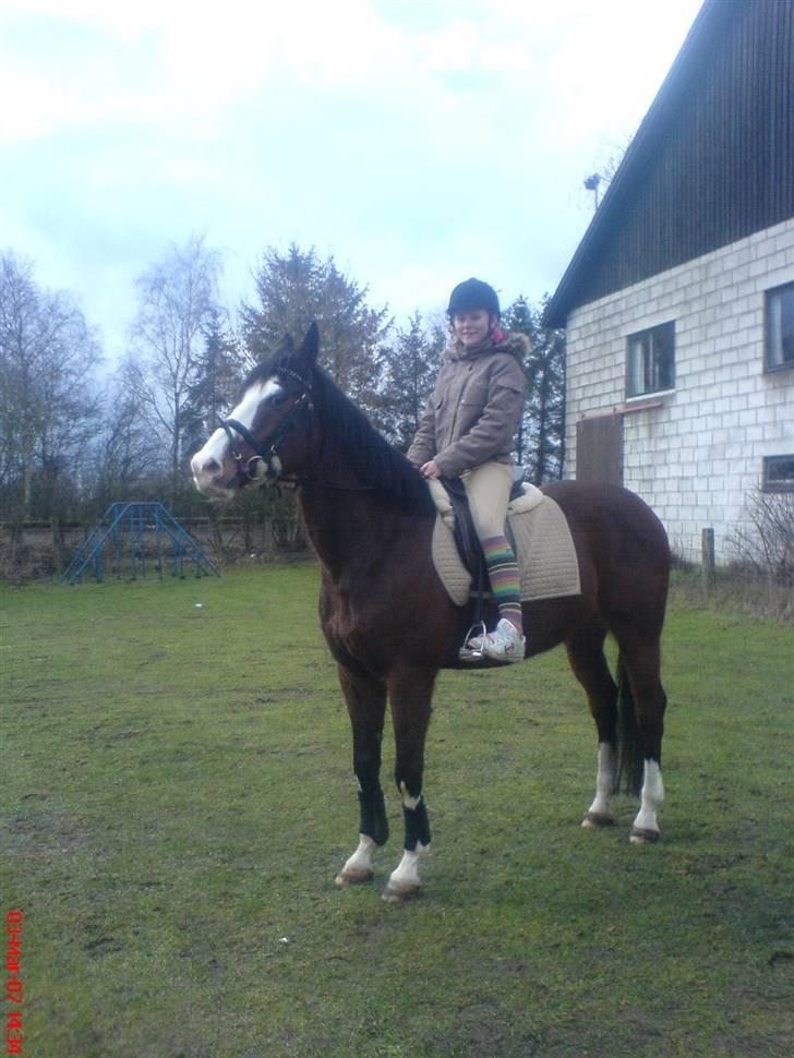 Dansk Varmblod bachus *Solgt* - det var en af de sidste gange jeg så Bachus billede 11