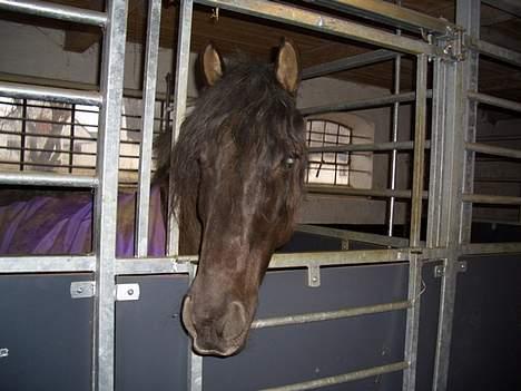 Anden særlig race Lukas - Lukas inde i stalden. er han ikk bare fin?? billede 1