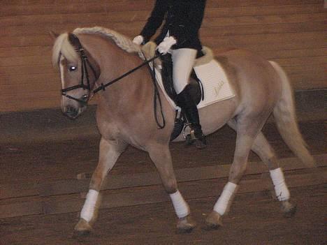 Tyroler Haflinger Labia billede 7