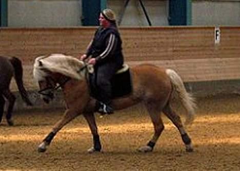 Tyroler Haflinger Labia billede 12