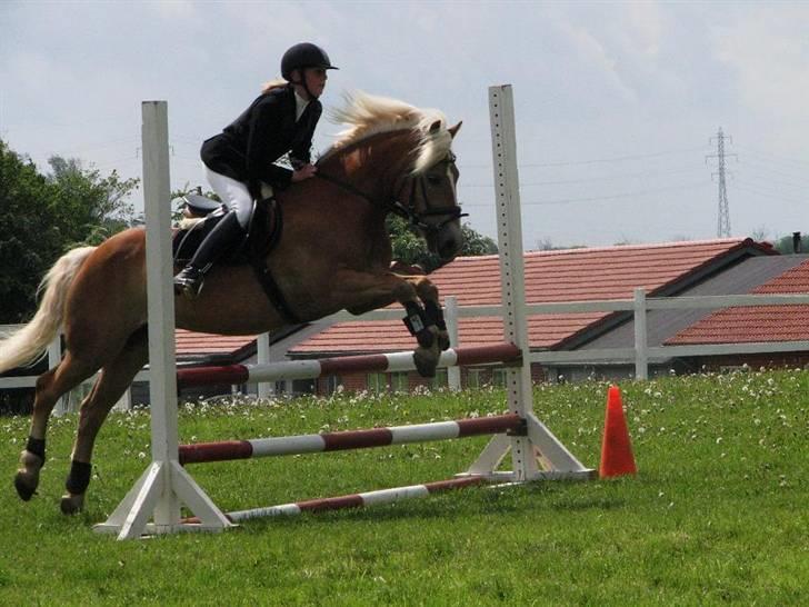 Tyroler Haflinger Labia - stævne.. billede 13