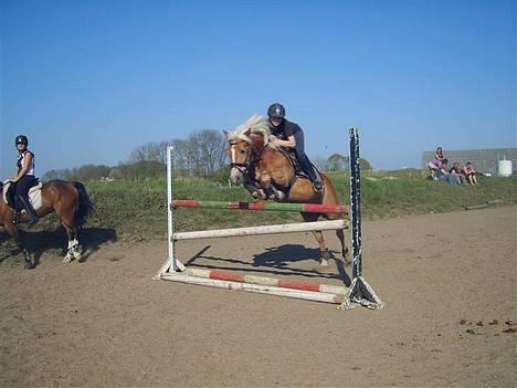 Tyroler Haflinger Labia - Labia og Line springtræning billede 15