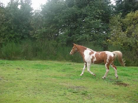 Pinto Janus21 billede 7