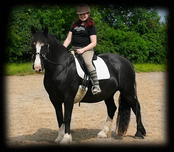 Irish Cob Crossbreed Morrigan STER & CHAMPION - # 6 billede 6