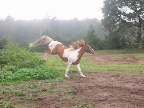 Pinto Janus21 billede 8