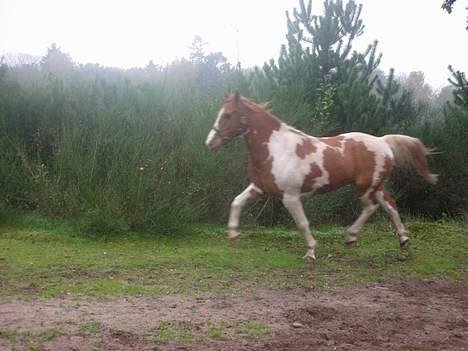 Pinto Janus21 billede 9