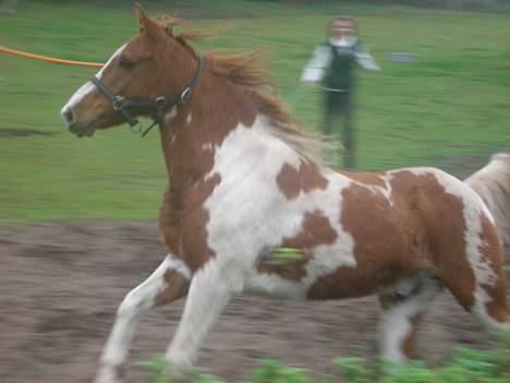 Pinto Janus21 billede 10