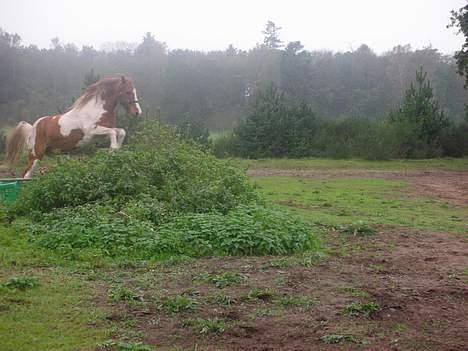 Pinto Janus21 billede 11