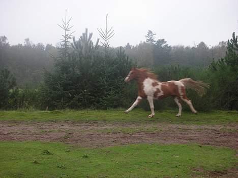 Pinto Janus21 billede 12