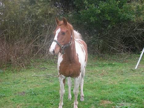 Pinto Janus21 billede 13