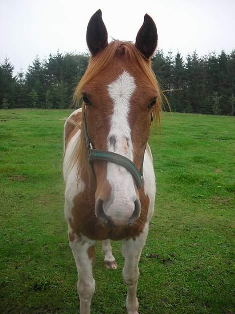 Pinto Janus21 billede 15