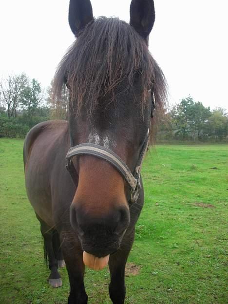 Anden særlig race Junker:) billede 3