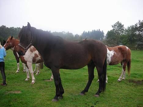 Anden særlig race Junker:) billede 4