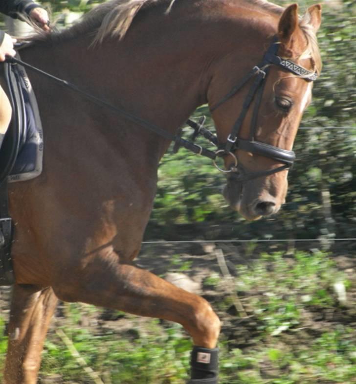 Tysk Sportspony Nørlunds Westpoint solgt - Smukke pony :) billede 1