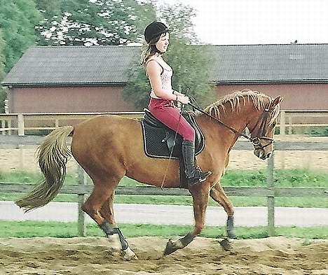 Tysk Sportspony Nørlunds Westpoint solgt - Elsker det her billede. billede 4