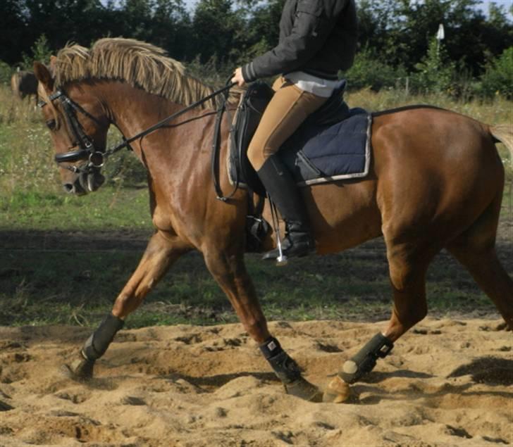 Tysk Sportspony Nørlunds Westpoint solgt billede 6