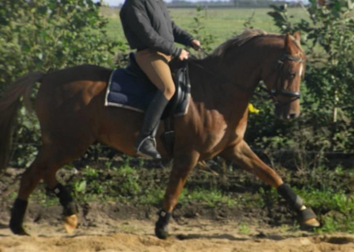 Tysk Sportspony Nørlunds Westpoint solgt - lidt sløret, men han kan godt :) billede 8