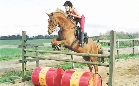 Tysk Sportspony Nørlunds Westpoint solgt - Spring, ca 115 billede 9