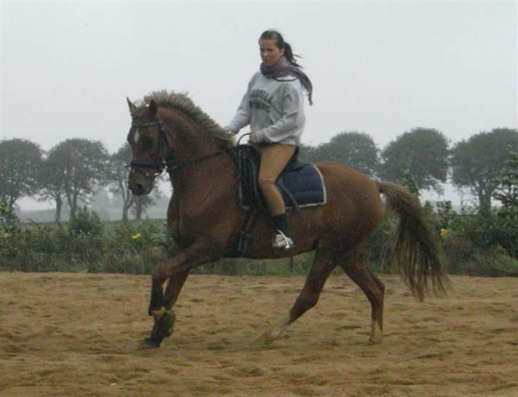 Tysk Sportspony Nørlunds Westpoint solgt - galop i regnvejr billede 13