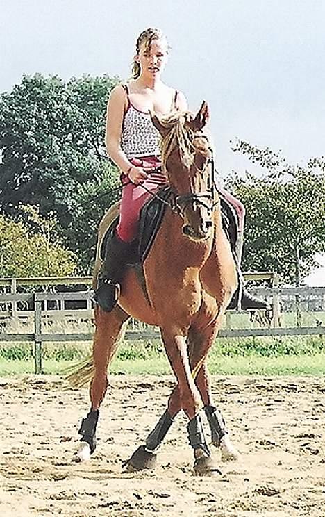 Tysk Sportspony Nørlunds Westpoint solgt - Overtrædning. billede 14