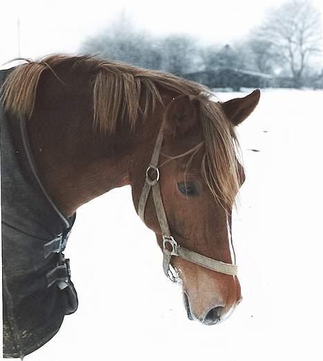 Tysk Sportspony Nørlunds Westpoint solgt - Dejlige pony :p billede 16