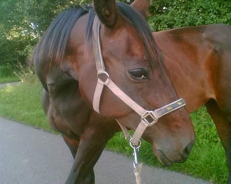 Traver Mitzy - SOLGT ! :'( - IKKE ødelægge dig :´( billede 9