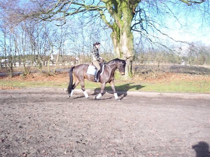 Trakehner Goldenas ( SOLGT)- R.I.P. - dressur oppe på banen. Febuar 09 billede 12