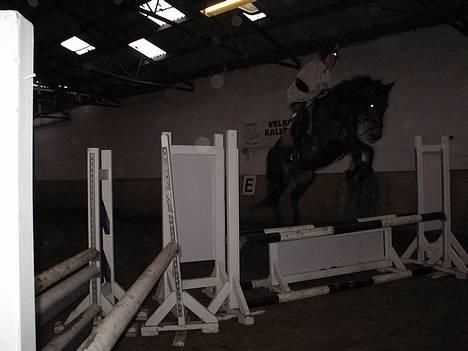 Trakehner Goldenas ( SOLGT)- R.I.P. - HJÆLP!! Jeg skal ikke røre..:)  Fotograf: Line W <3  billede 13