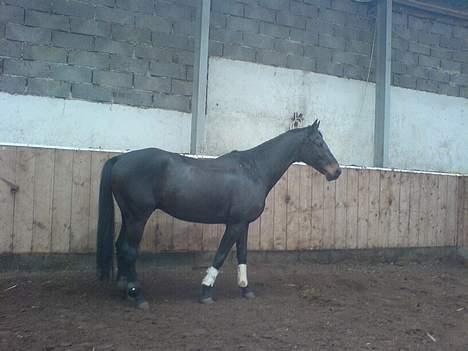 Trakehner Goldenas ( SOLGT)- R.I.P. billede 14