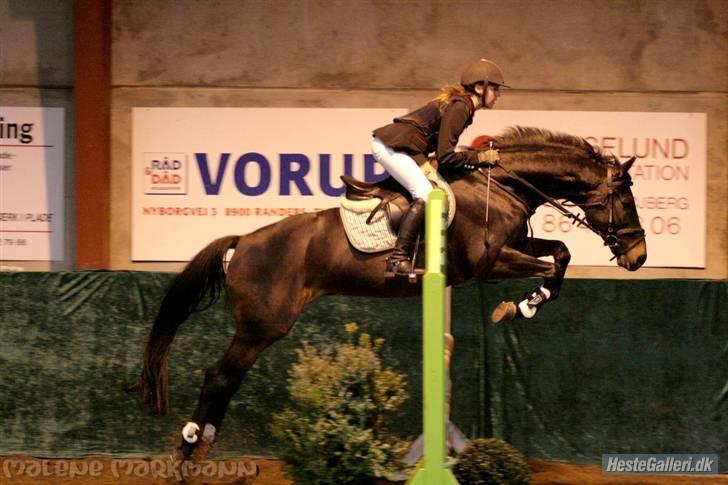 Trakehner Goldenas ( SOLGT)- R.I.P. - stævne. LC eller LB, billede 15